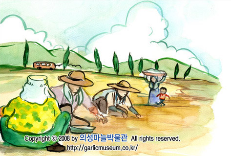 들판에서 마늘을 심는 농부들