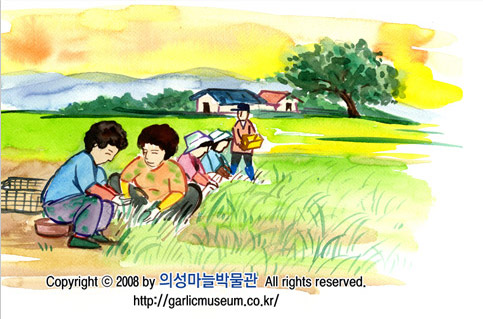 즐거운 마늘 수확