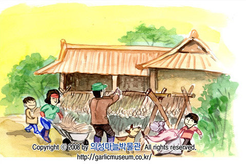 마늘을 건조하는 모습