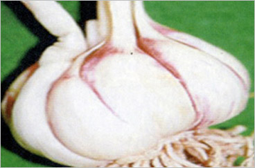 벌마늘과 통처짐 마늘 증상