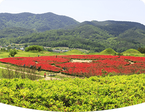 의성 금성면고분군(조문국사적지)