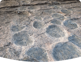 제오리 공룡발자국