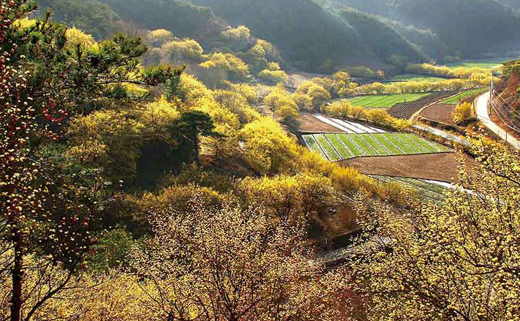 산수유 꽃피는 마을