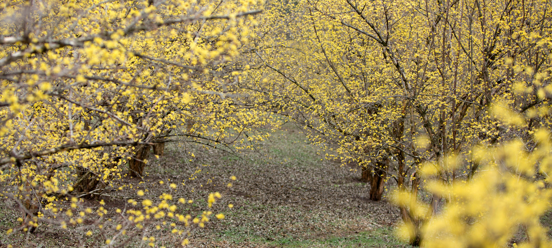 의성 산수유마을 꽃맞이 행사