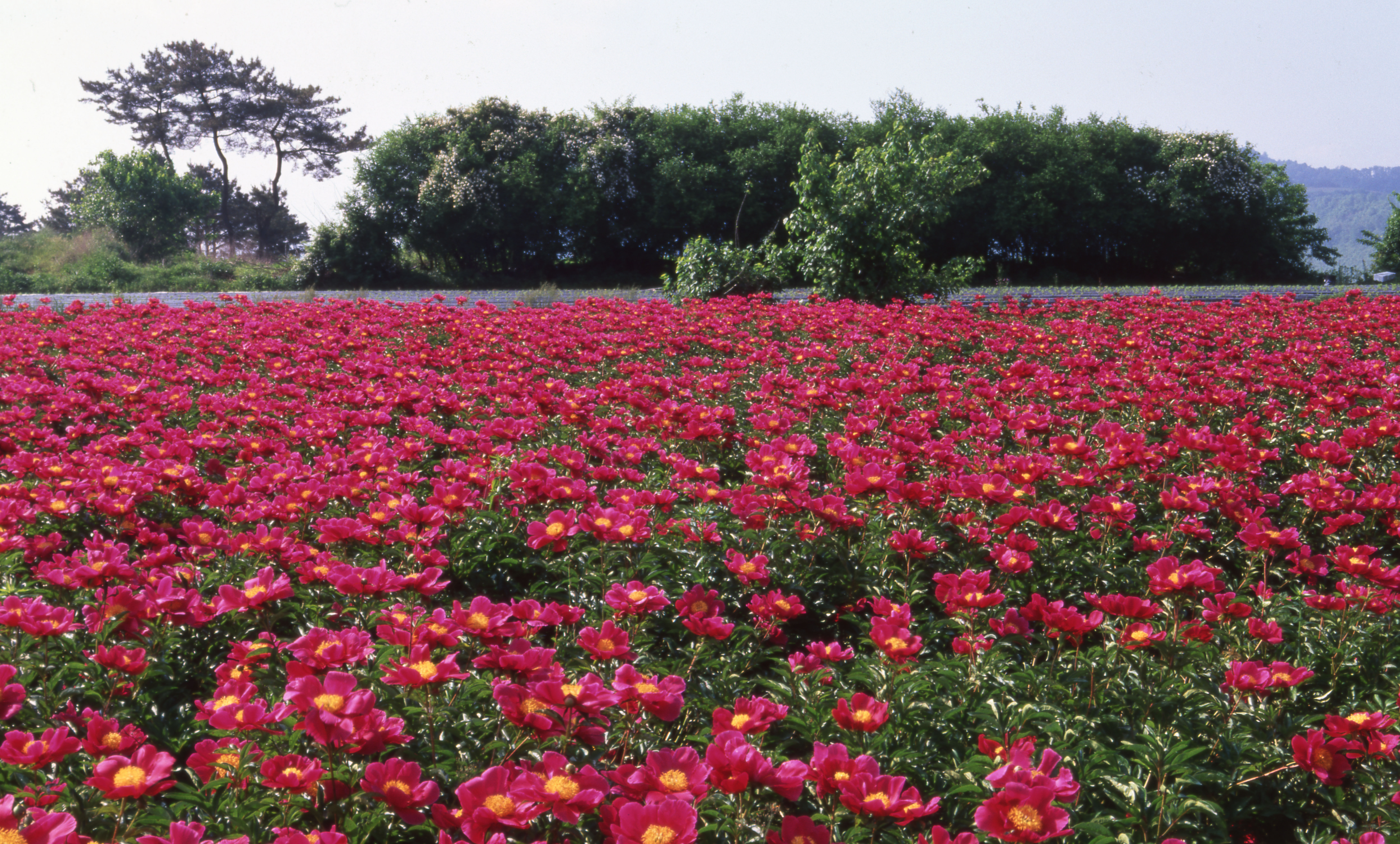 다운로드 불가 이미지