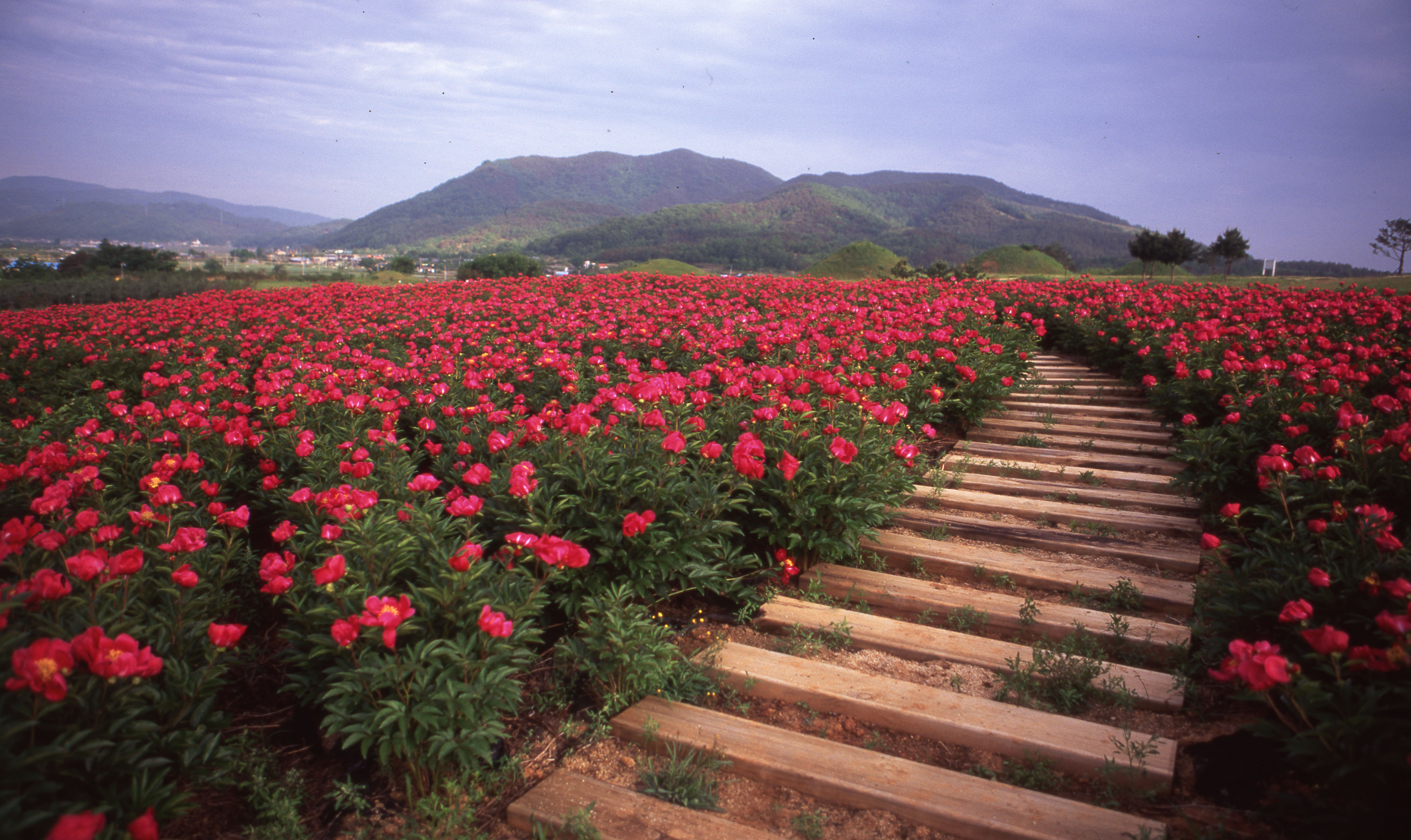 다운로드 불가 이미지