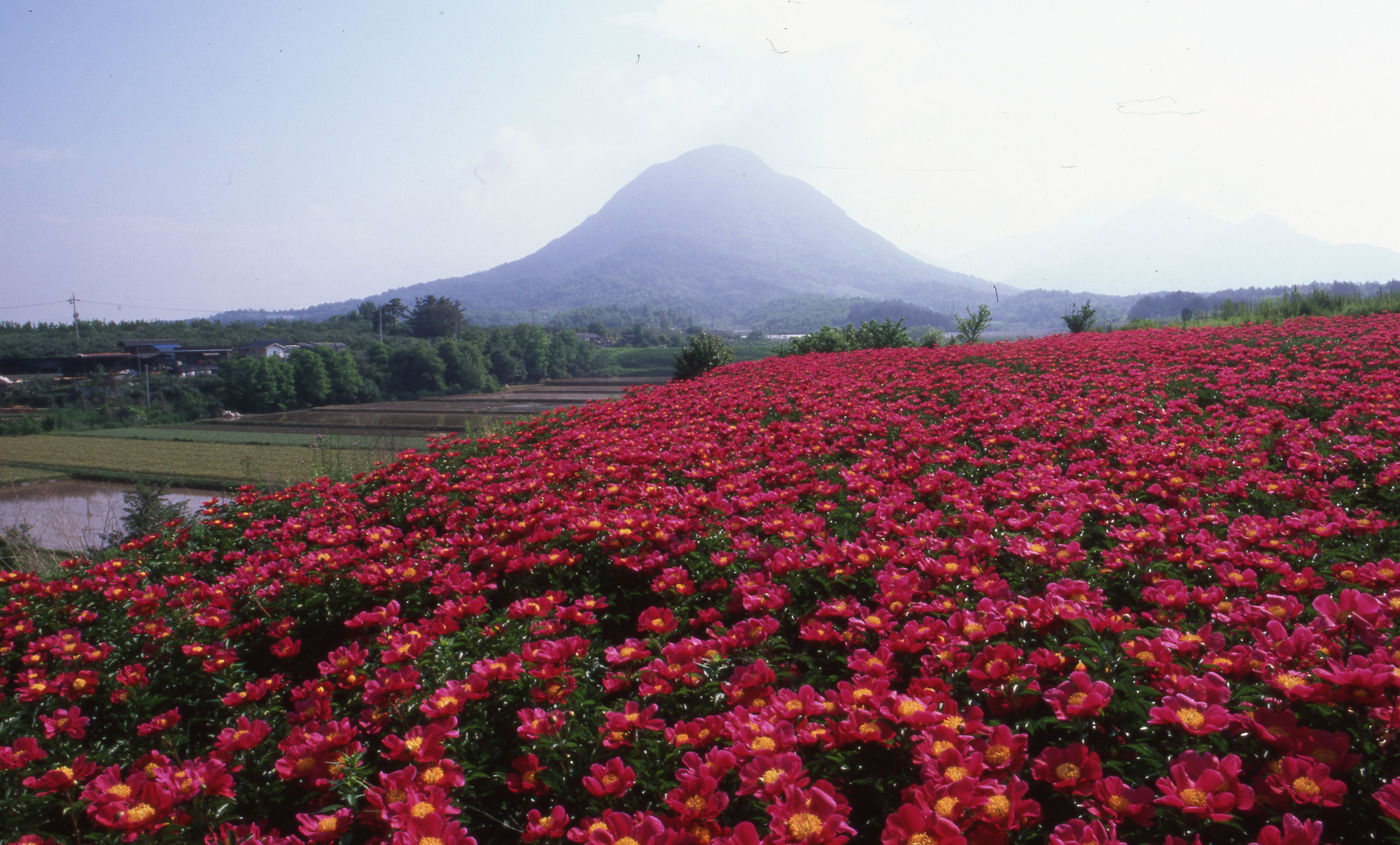 다운로드 불가 이미지