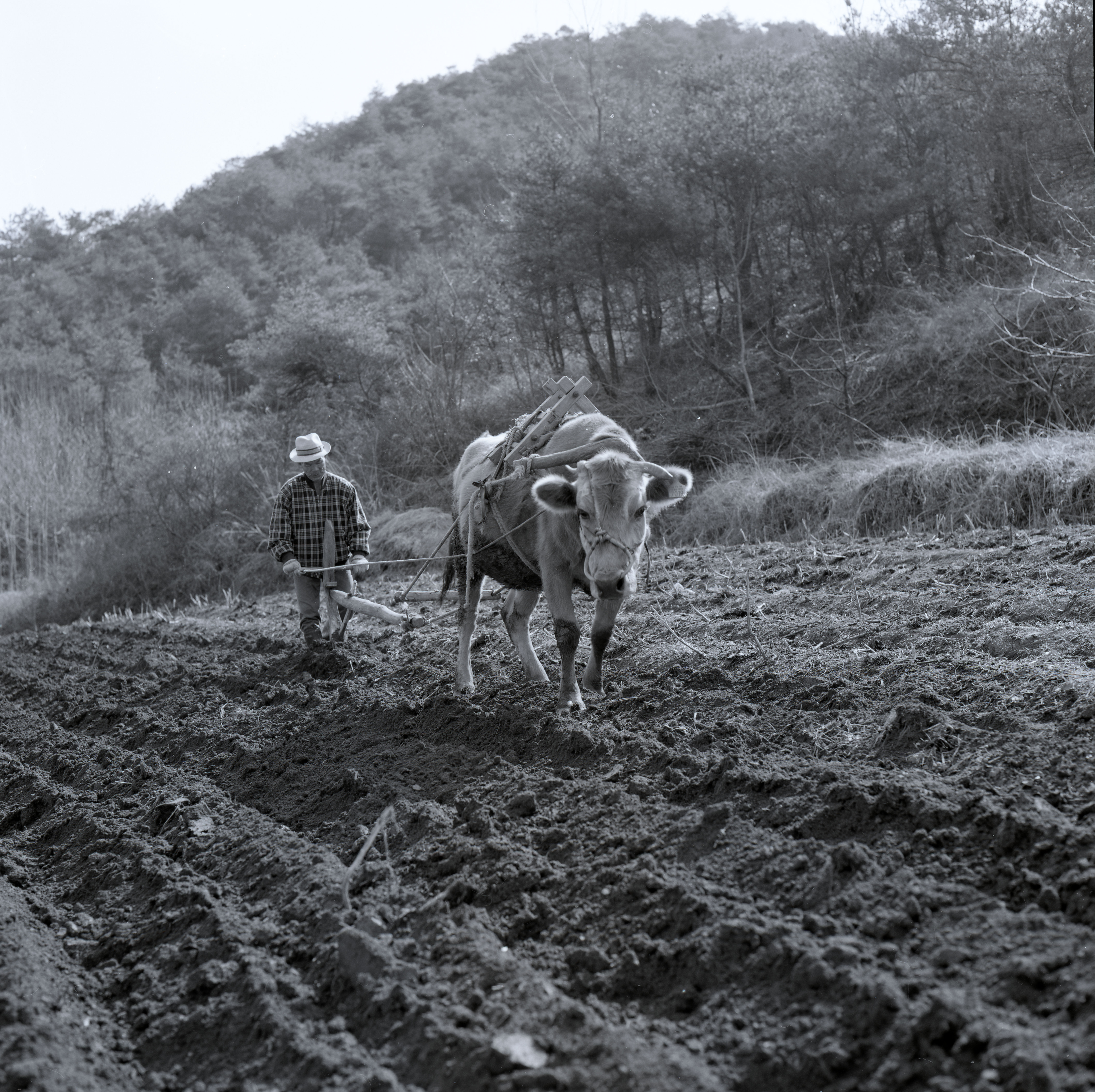 다운로드 불가 이미지