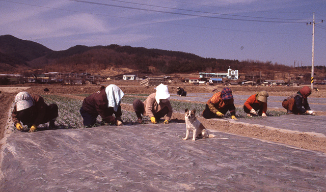 다운로드 불가 이미지