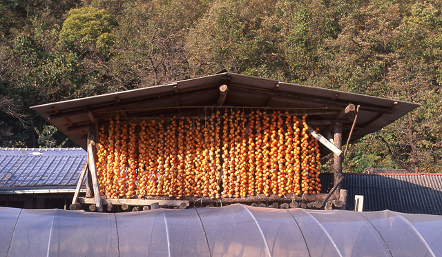 다운로드 불가 이미지