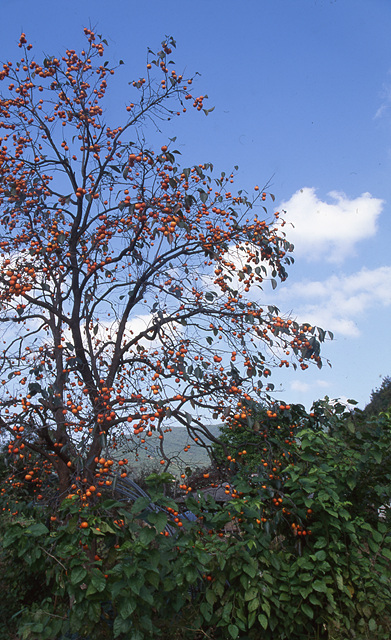 다운로드 불가 이미지