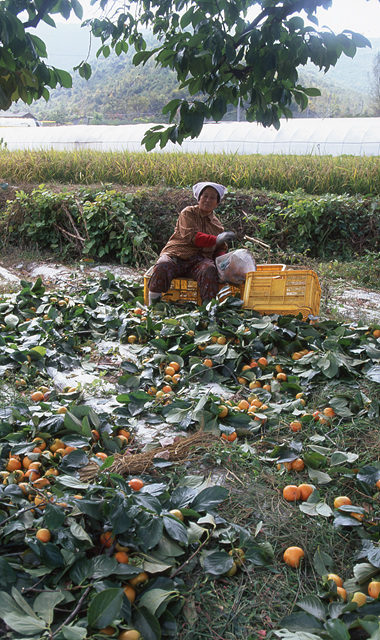 다운로드 불가 이미지
