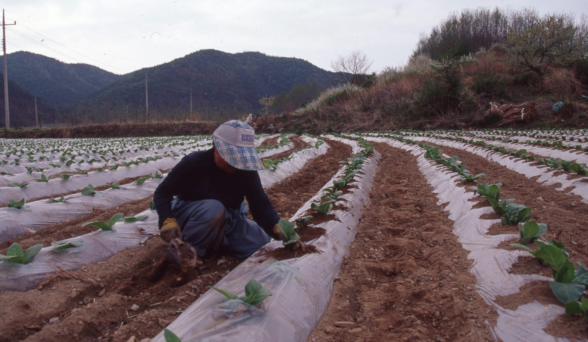 다운로드 불가 이미지