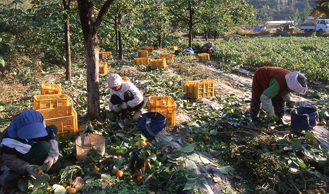 다운로드 불가 이미지