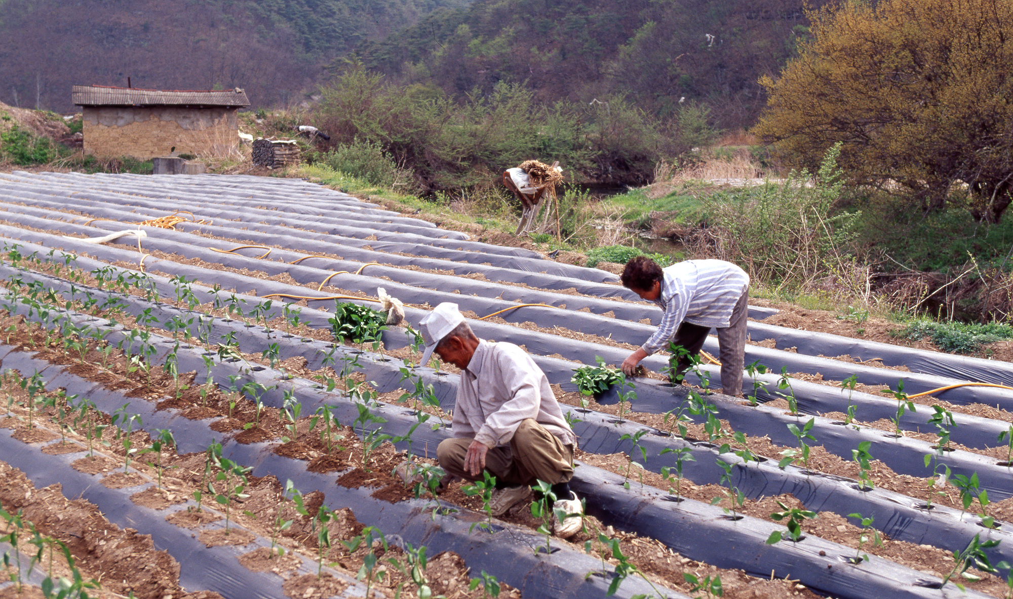 다운로드 불가 이미지
