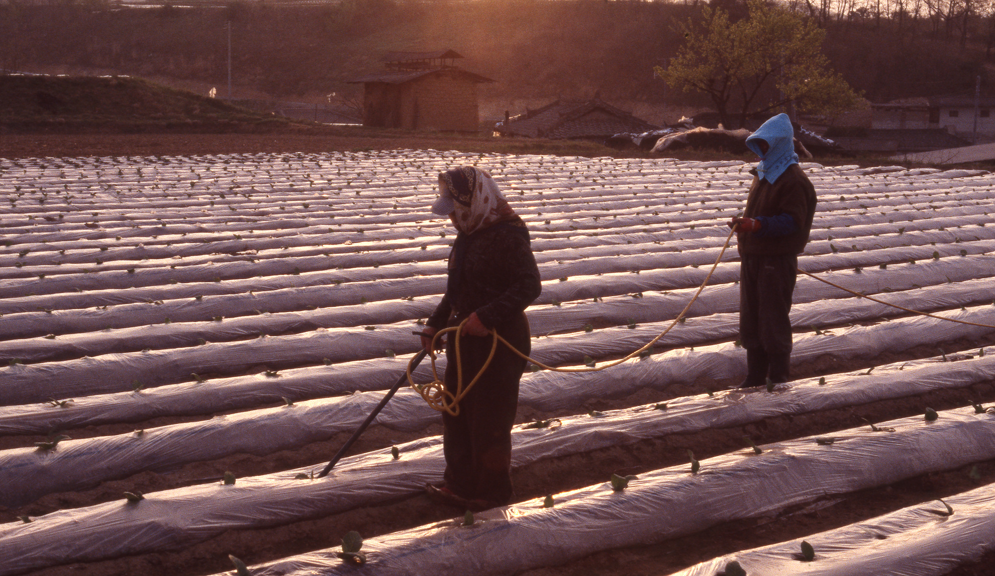 다운로드 불가 이미지