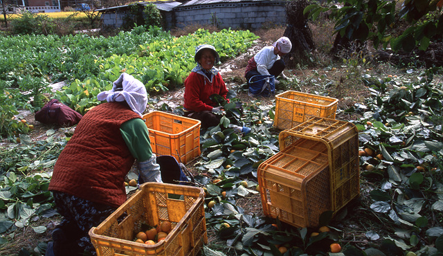 다운로드 불가 이미지