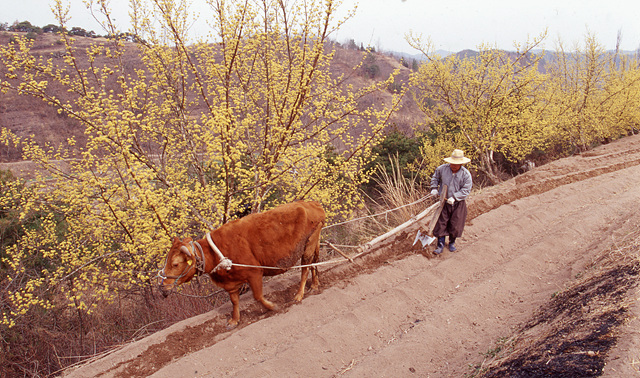 다운로드 불가 이미지