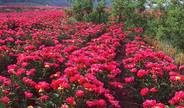 다운로드 불가 이미지