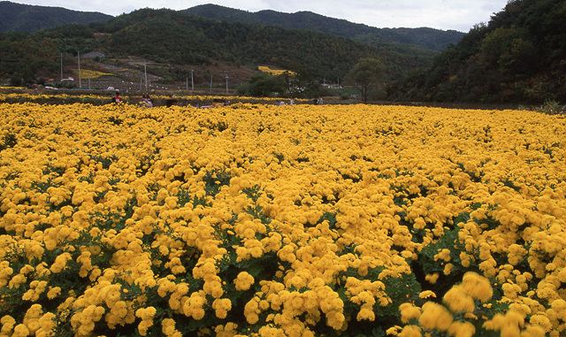 다운로드 불가 이미지