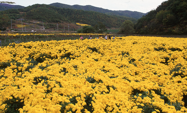 다운로드 불가 이미지