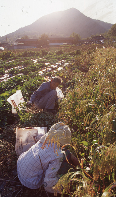 다운로드 불가 이미지