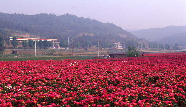 다운로드 불가 이미지