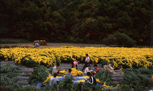 다운로드 불가 이미지