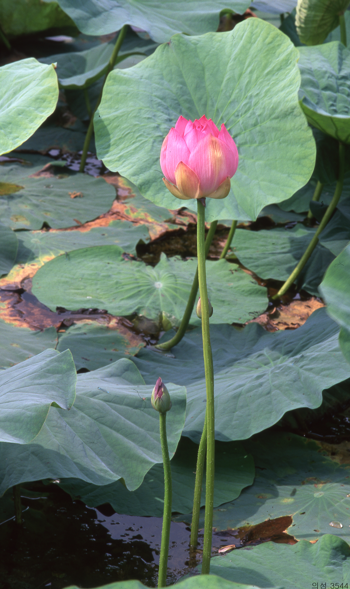 다운로드 불가 이미지