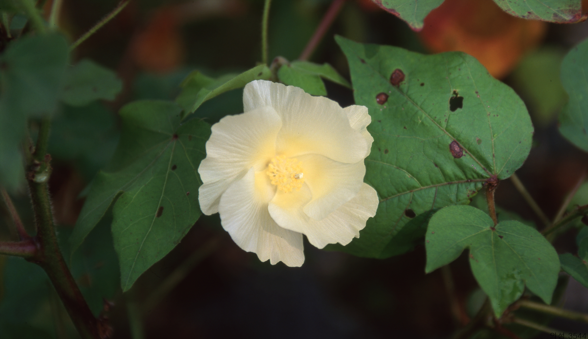 다운로드 불가 이미지