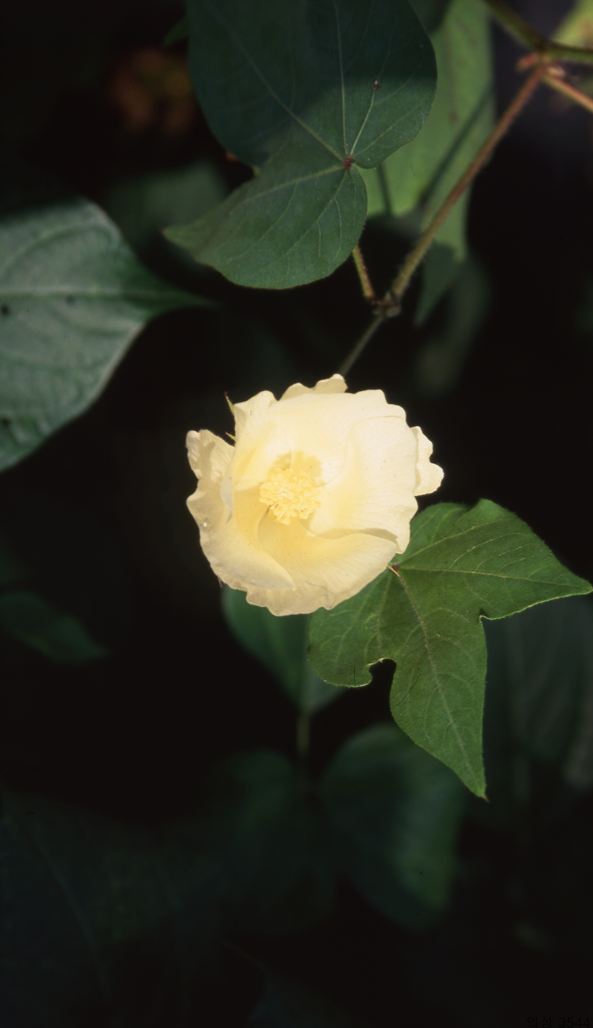 다운로드 불가 이미지