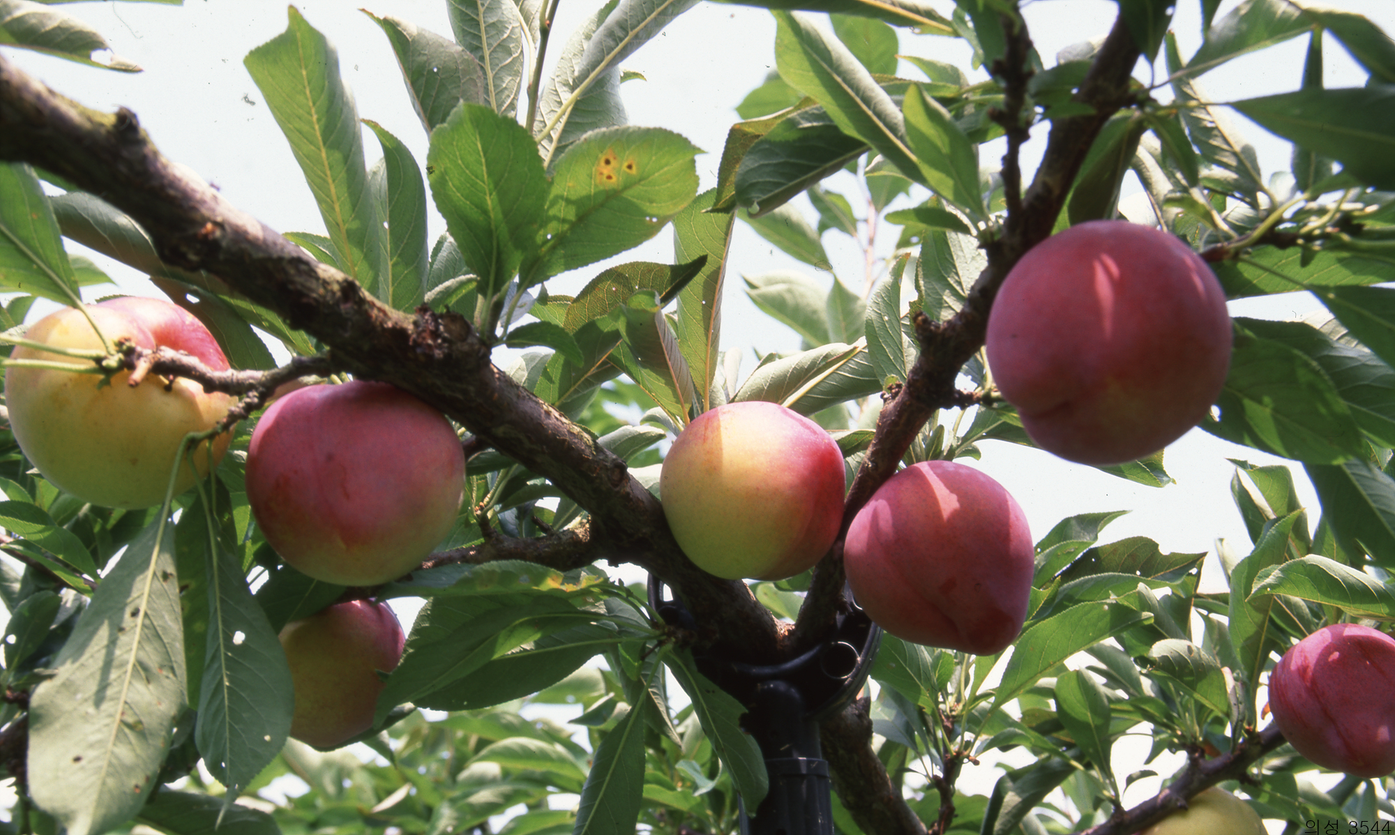 다운로드 불가 이미지