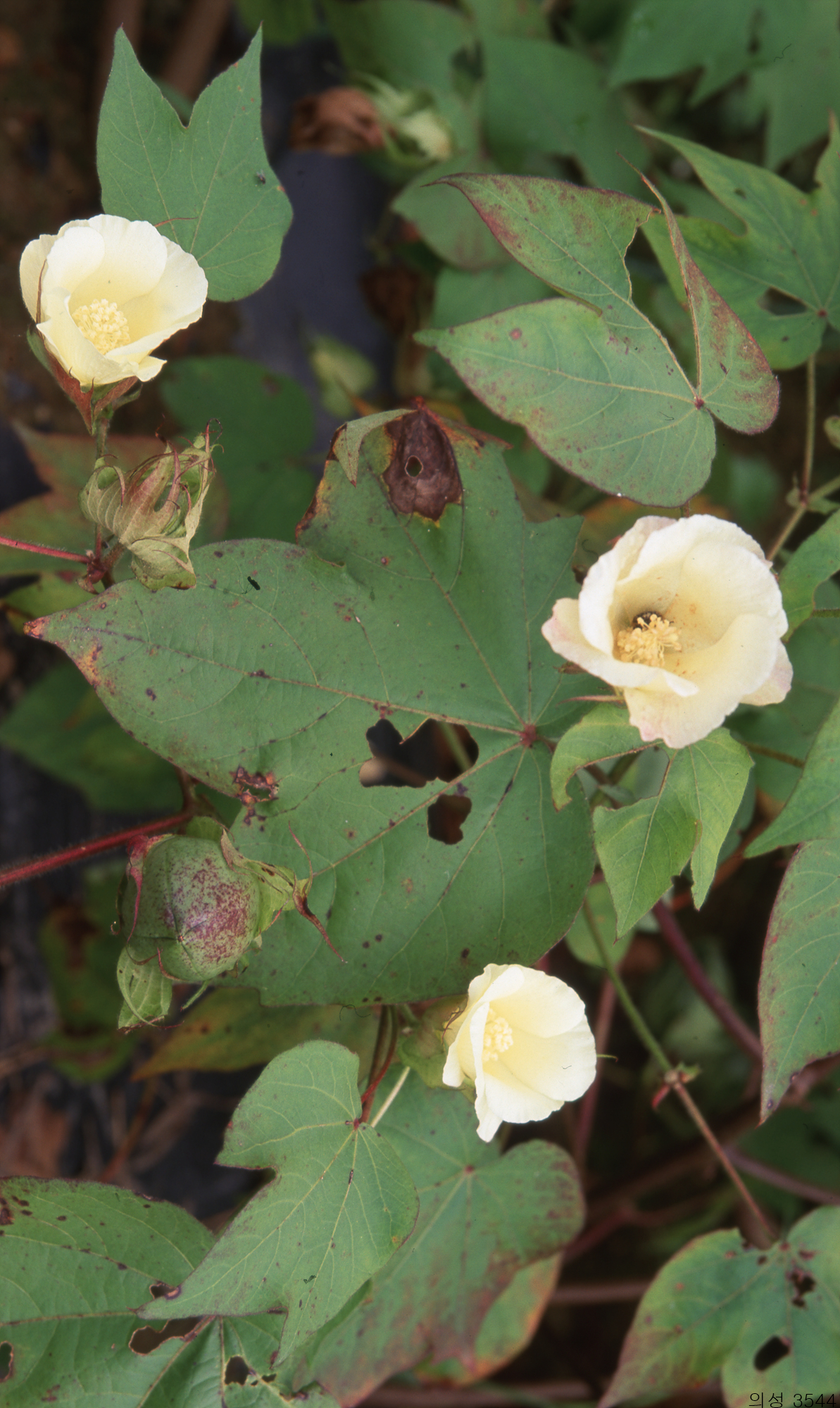 다운로드 불가 이미지