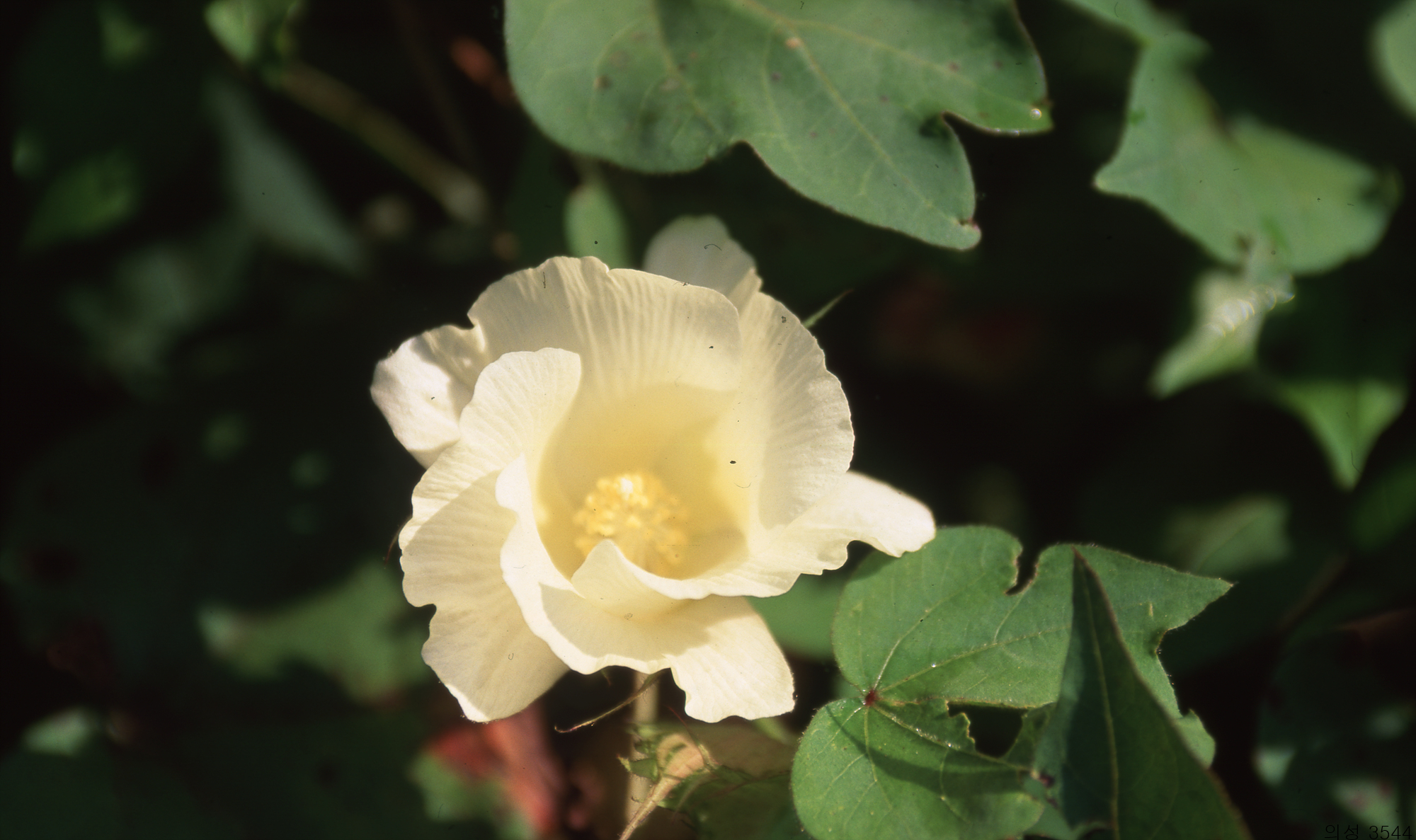 다운로드 불가 이미지