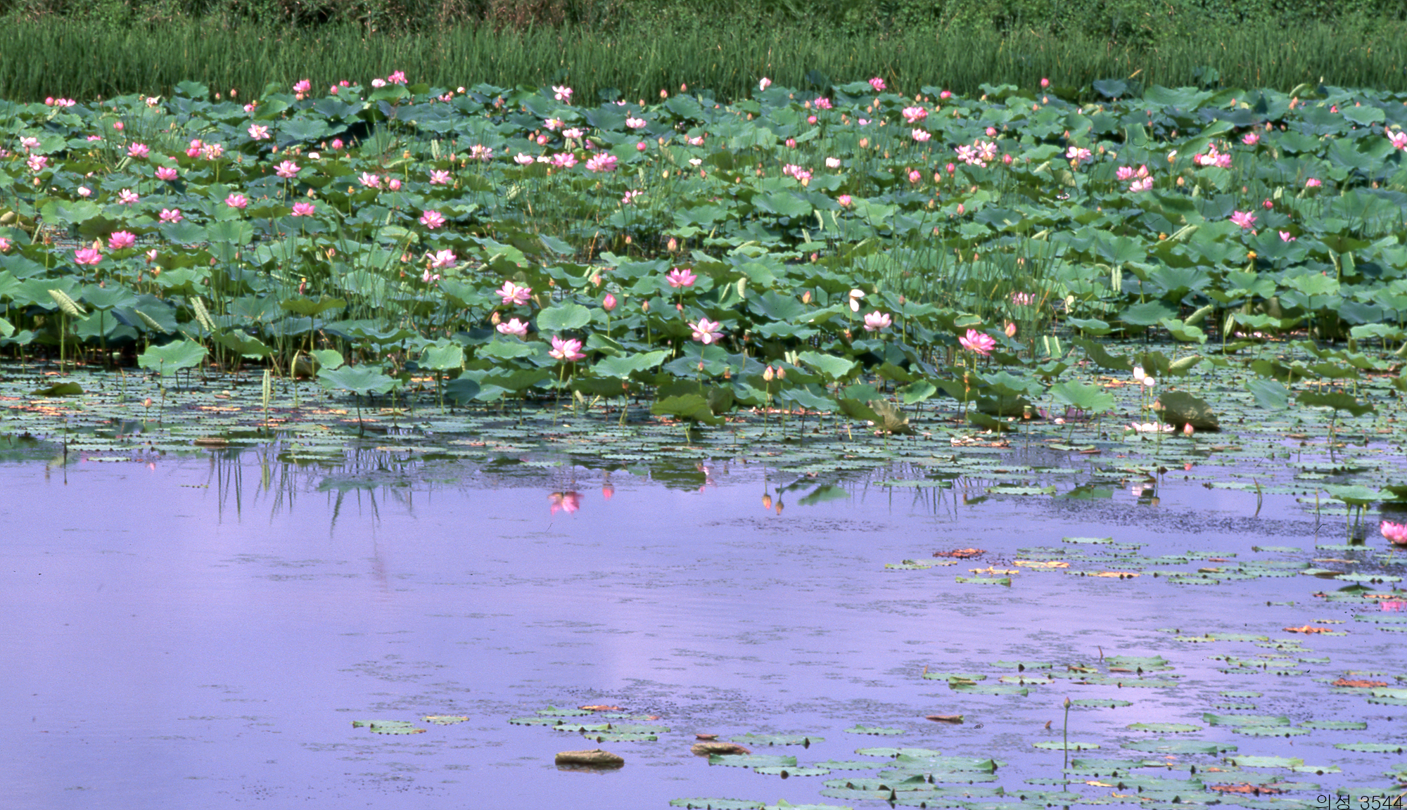 다운로드 불가 이미지