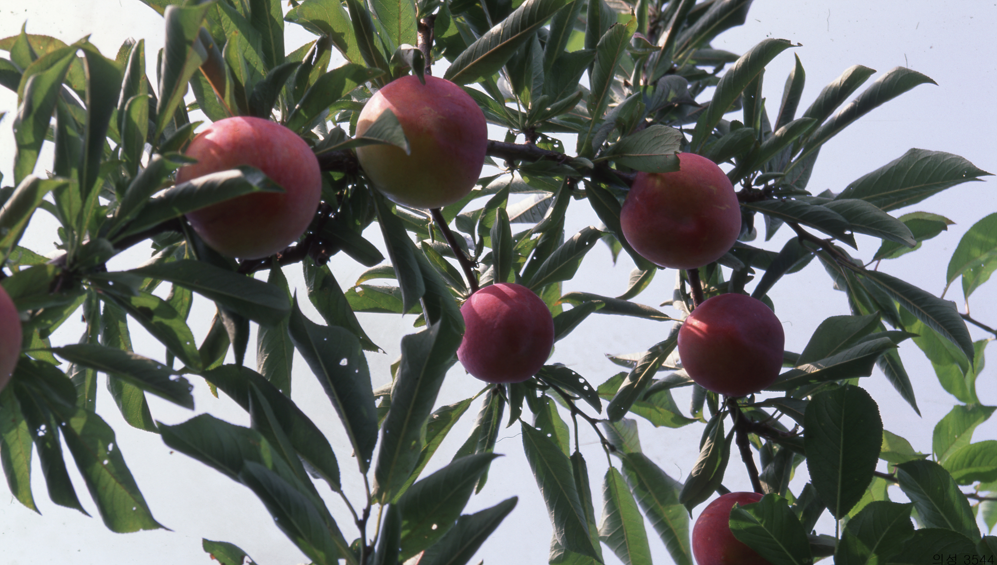 다운로드 불가 이미지