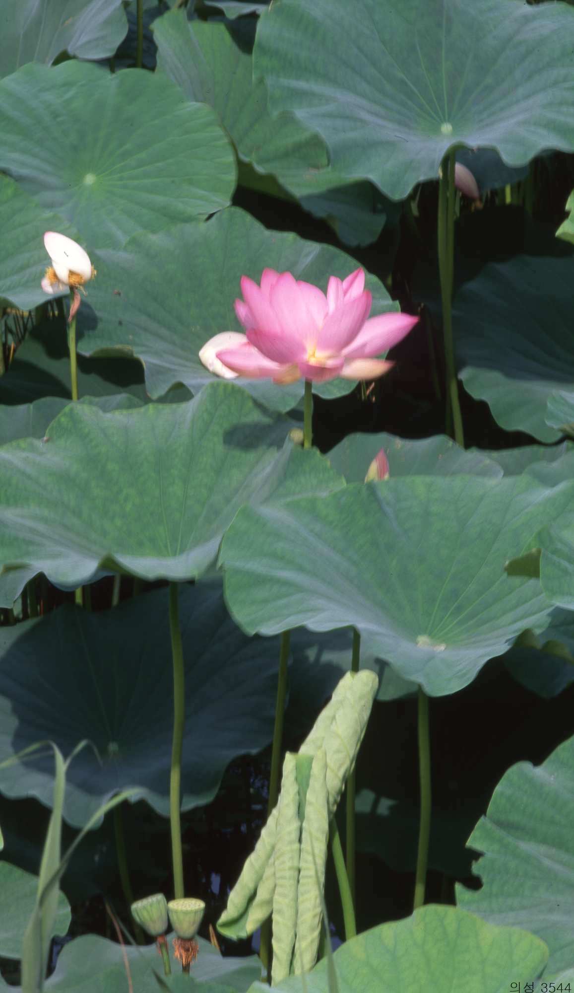 다운로드 불가 이미지