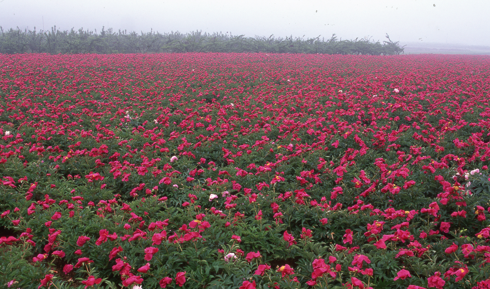 다운로드 불가 이미지