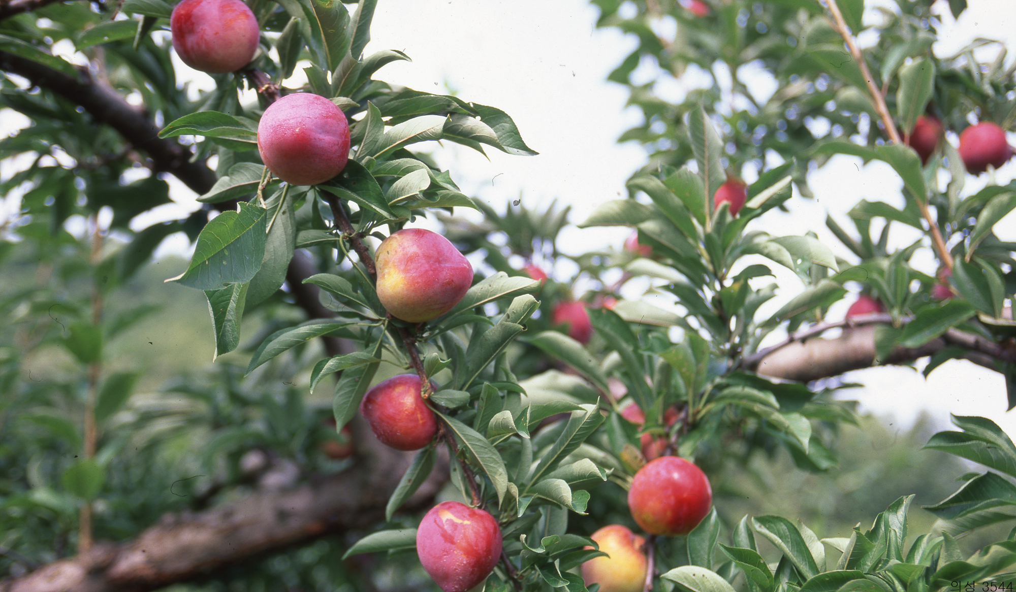 다운로드 불가 이미지