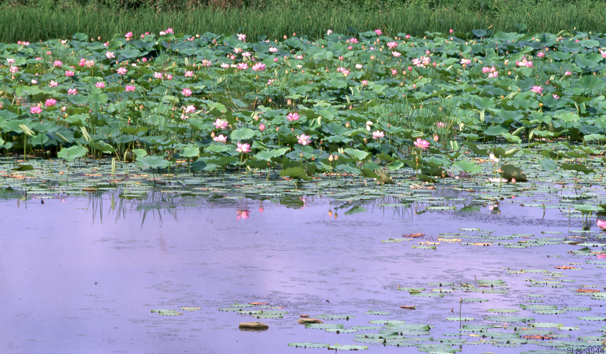 다운로드 불가 이미지
