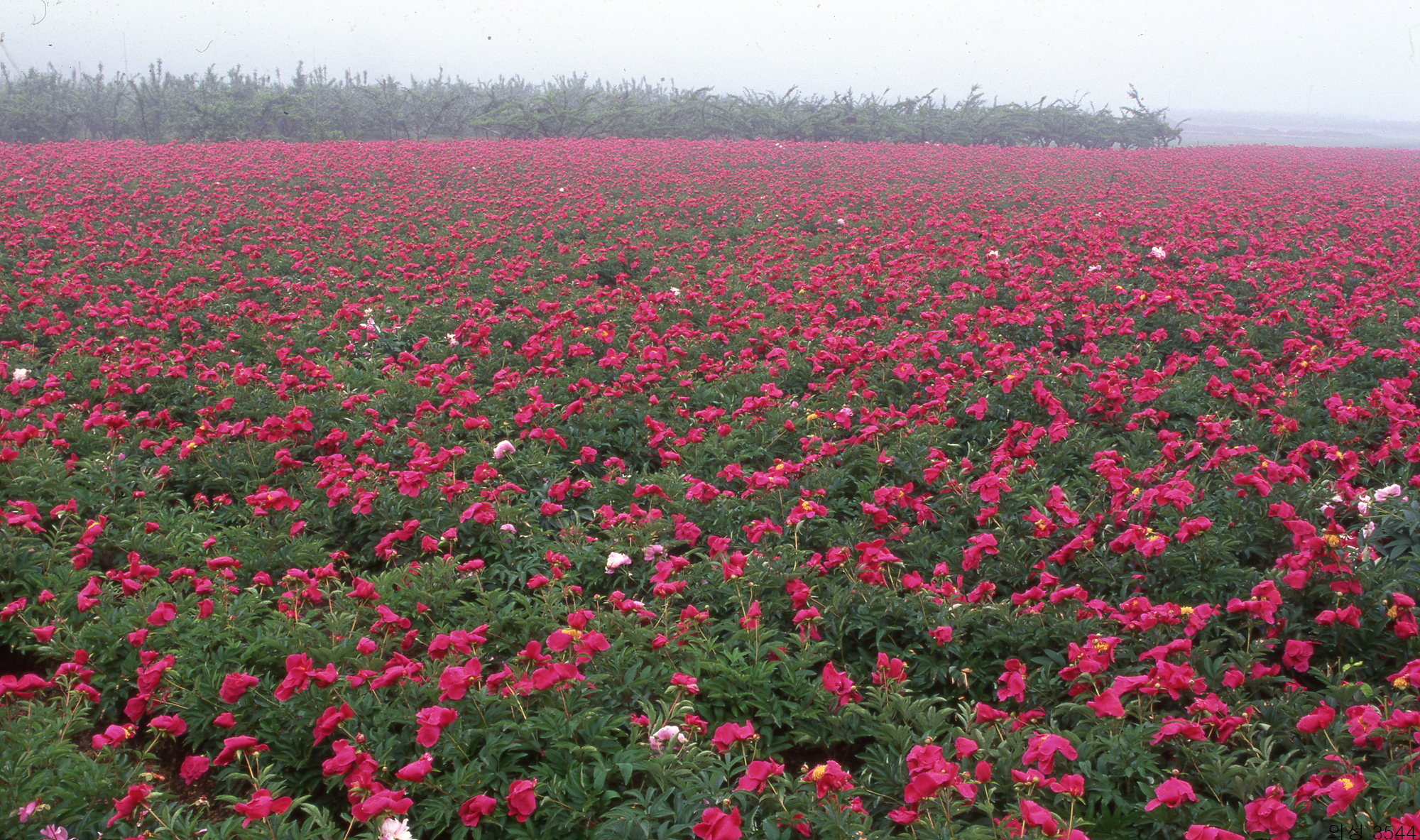 다운로드 불가 이미지