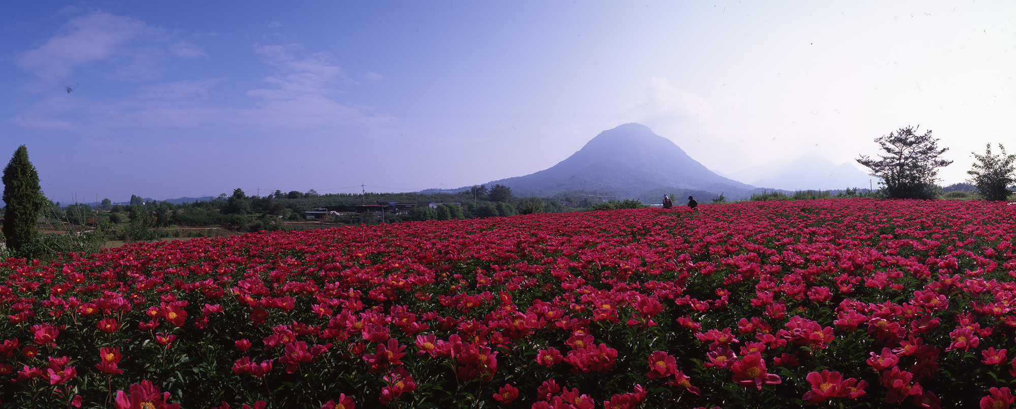 다운로드 불가 이미지