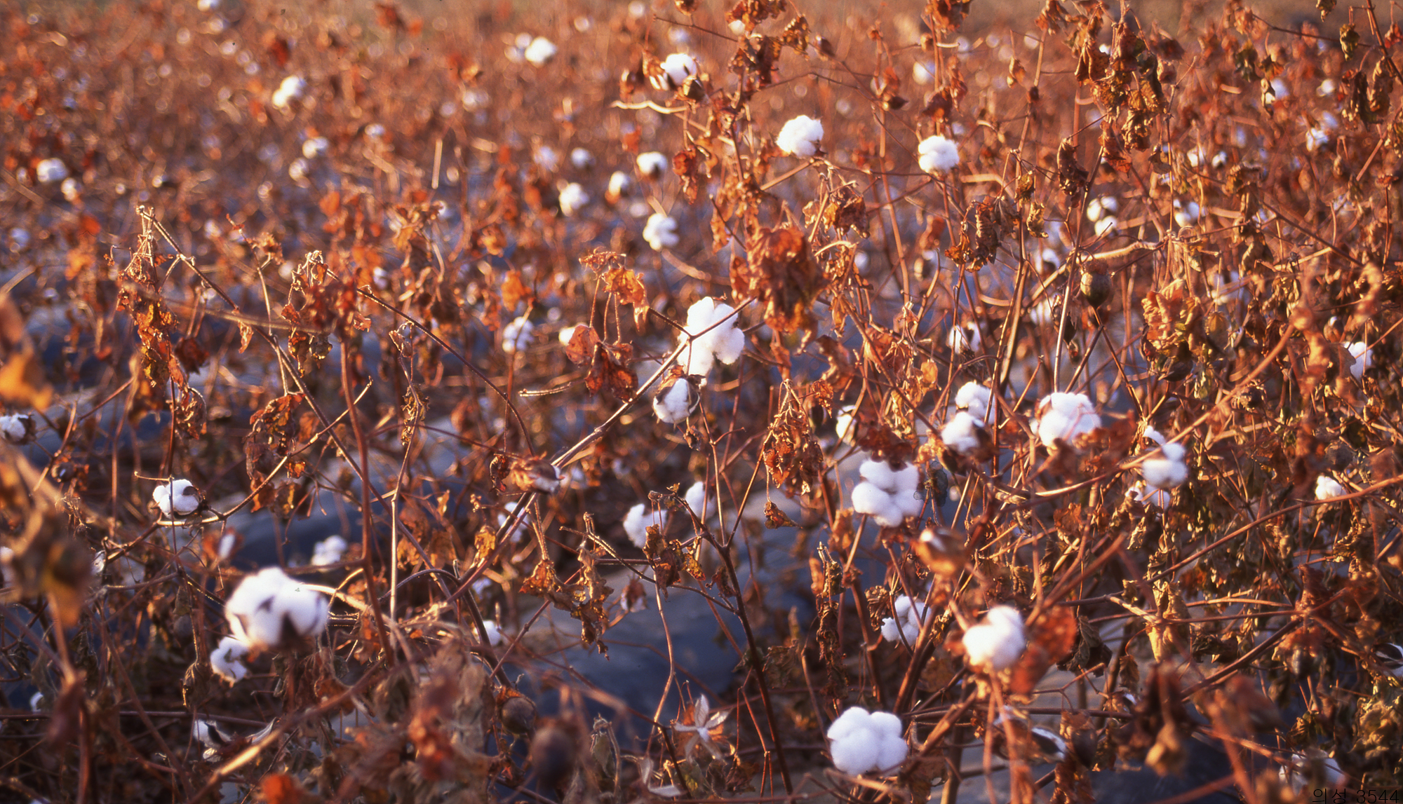 다운로드 불가 이미지