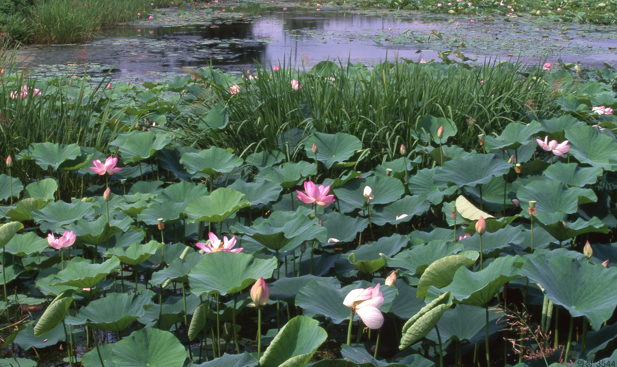 다운로드 불가 이미지