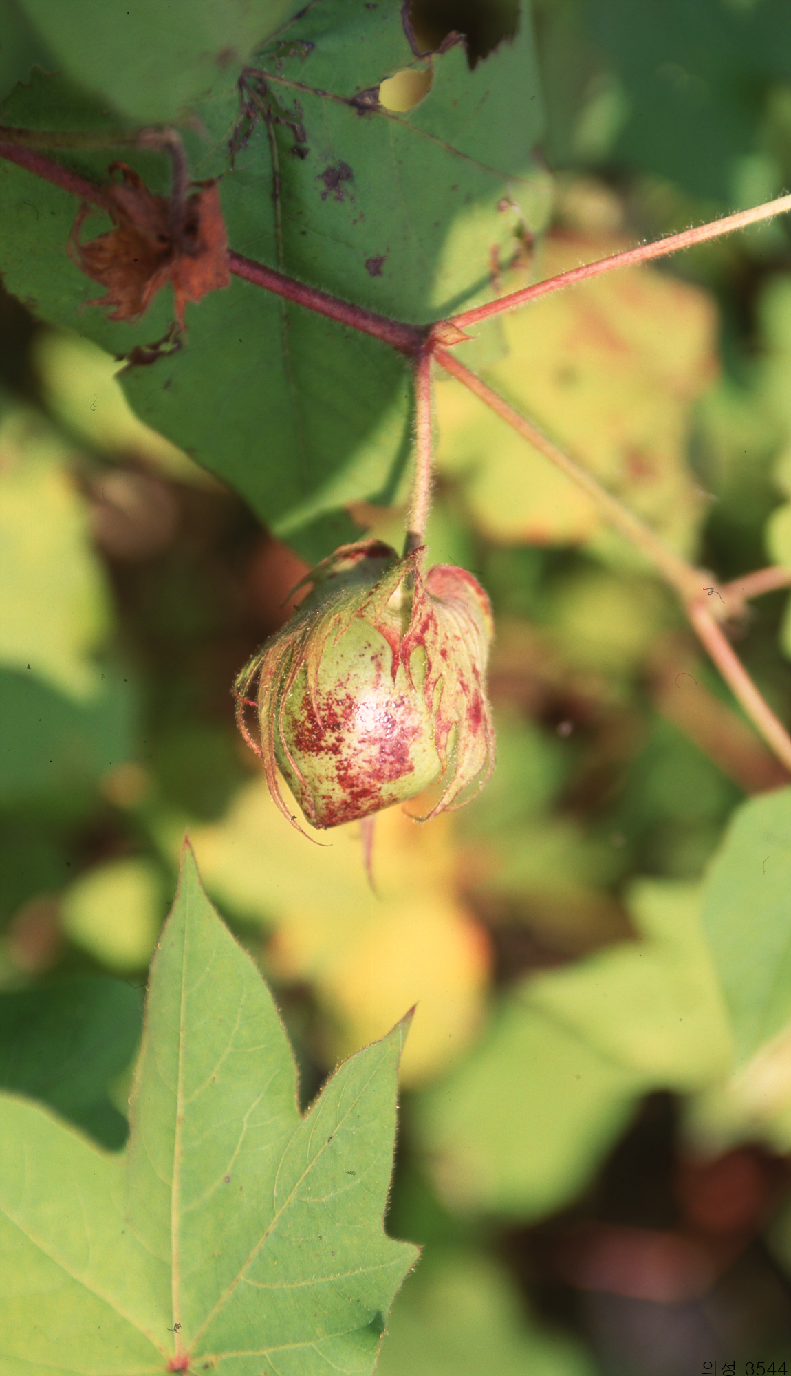다운로드 불가 이미지