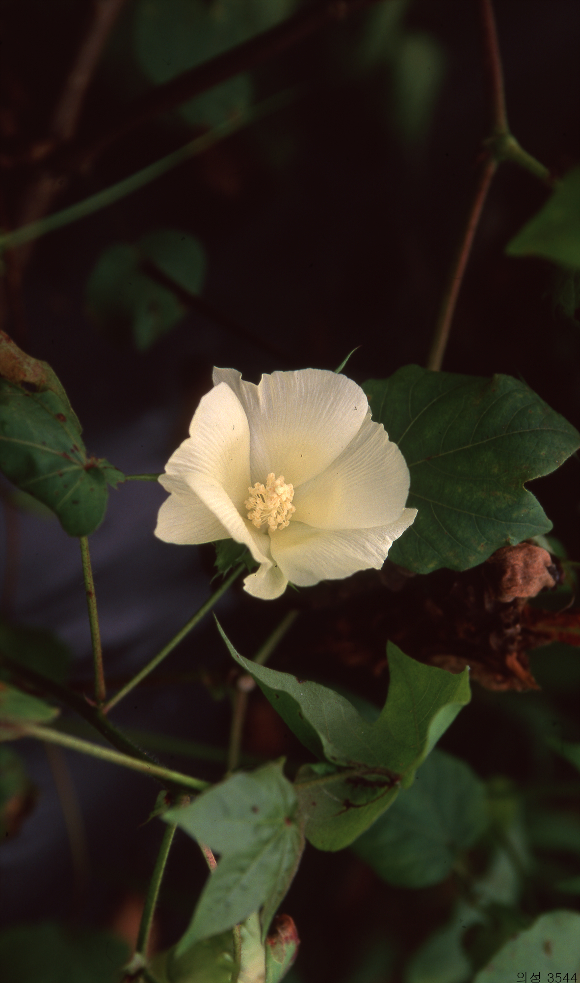 다운로드 불가 이미지