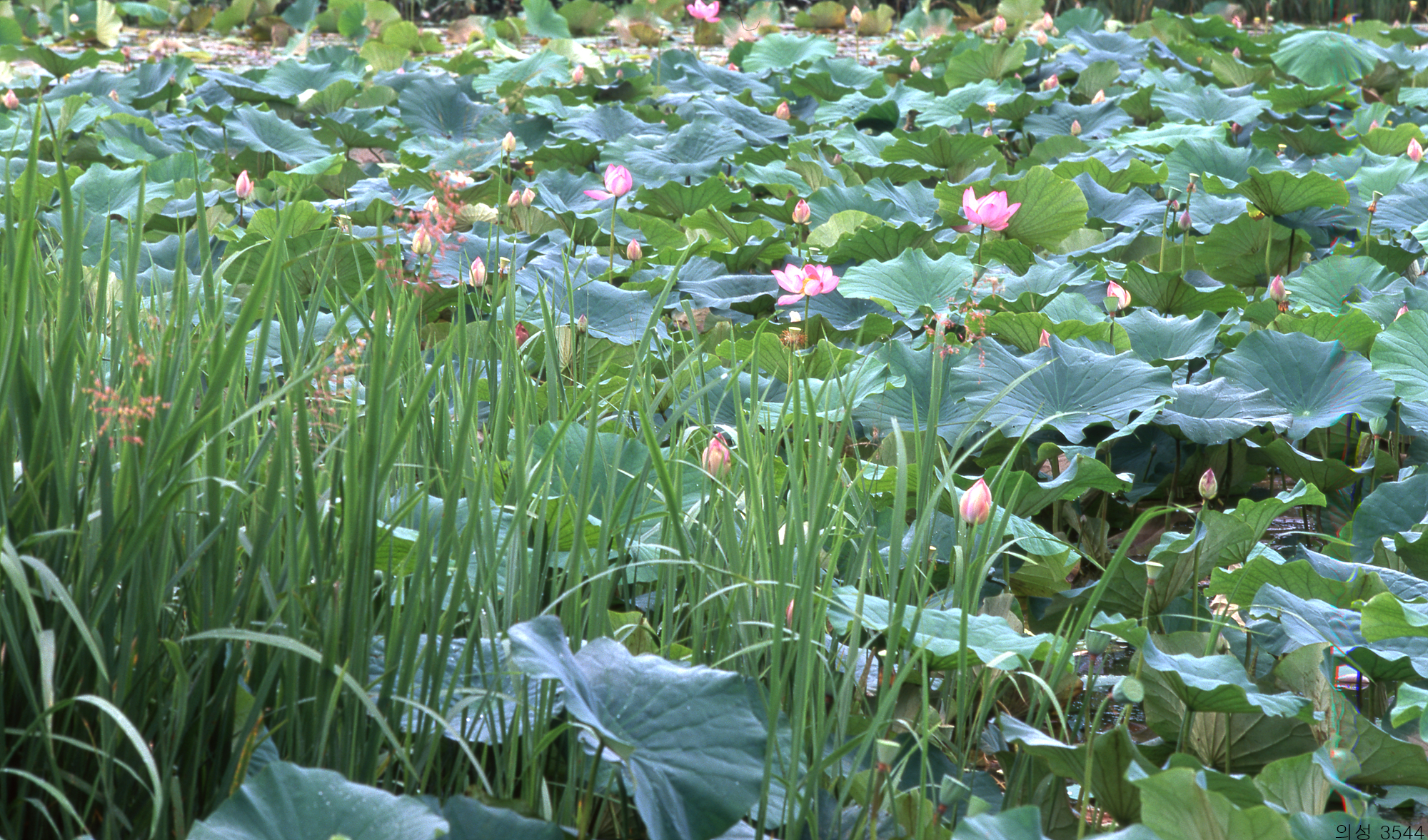 다운로드 불가 이미지