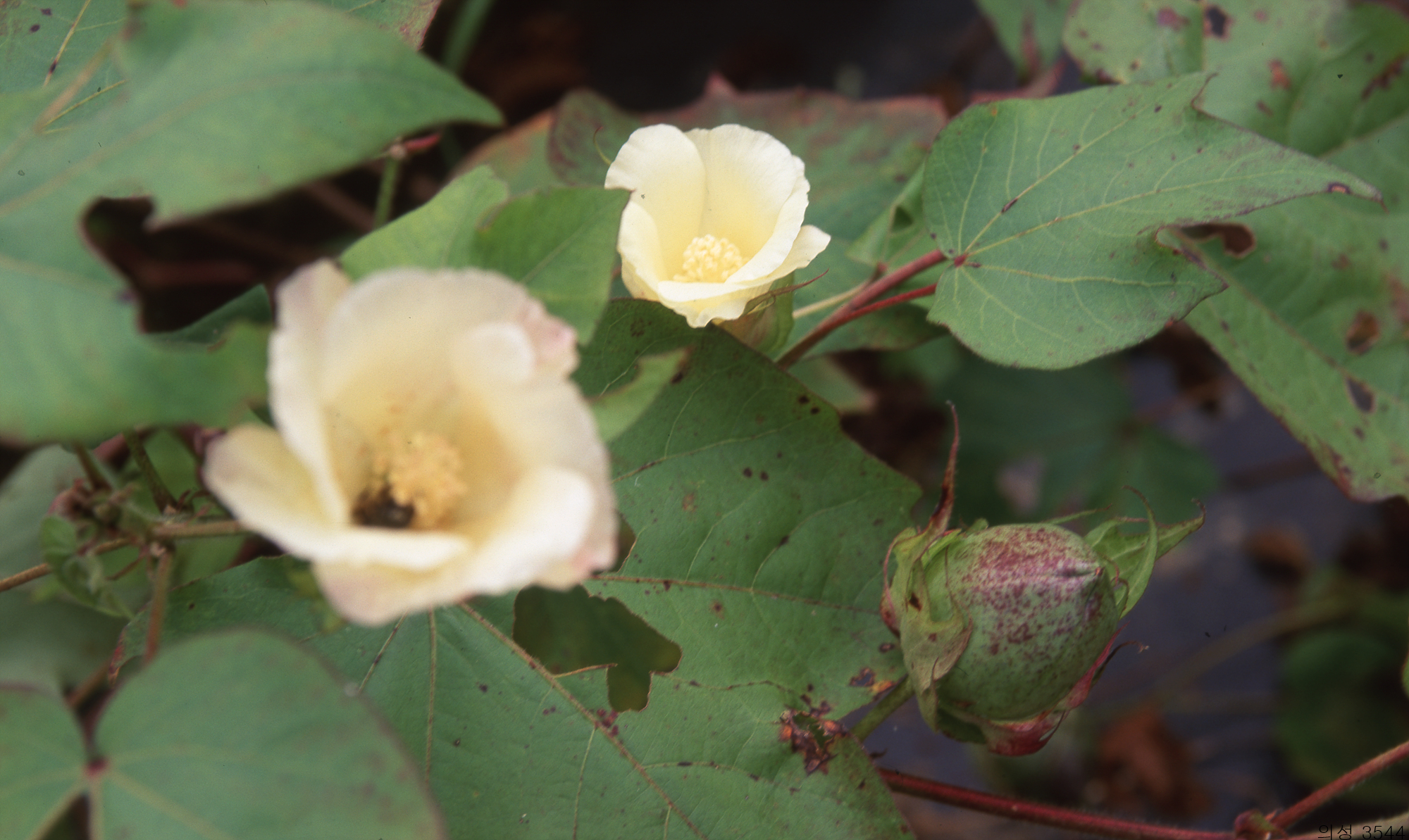 다운로드 불가 이미지