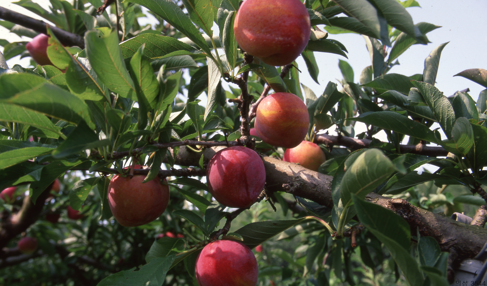 다운로드 불가 이미지