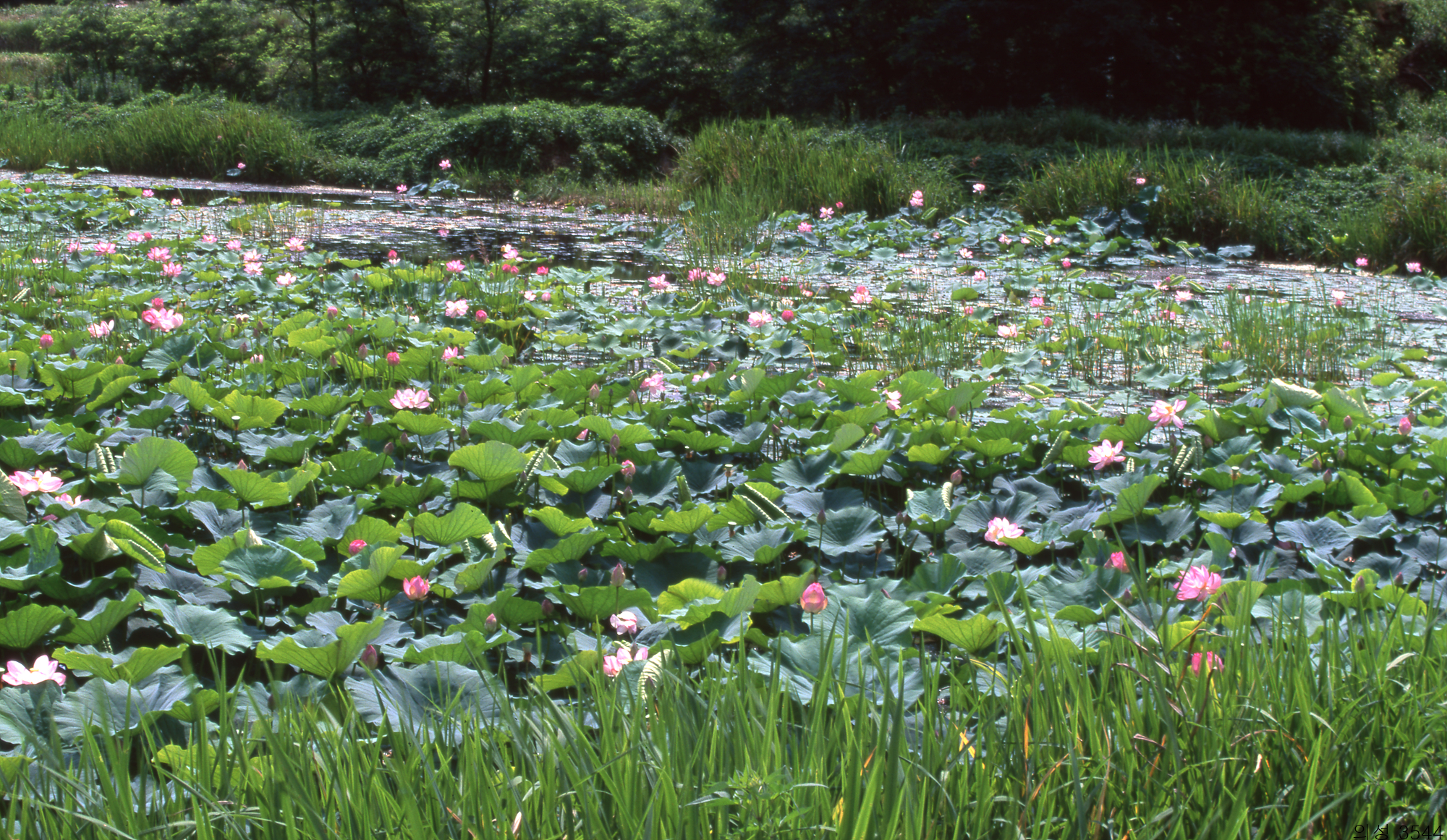 다운로드 불가 이미지